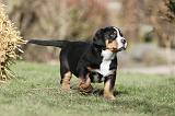 GRAND BOUVIER SUISSE 028
